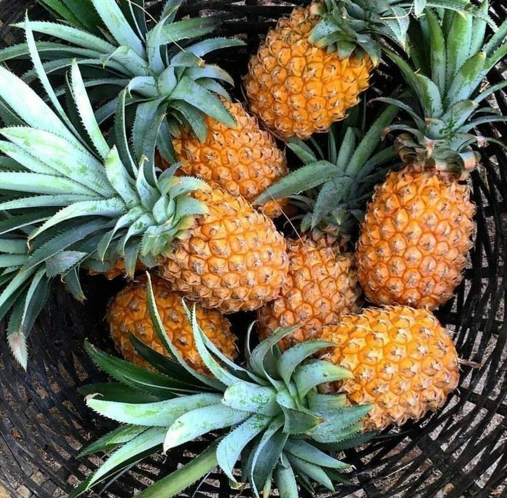 andungan antioksidan pada buah nanas dan dampaknya